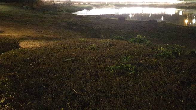 国民党高市议员李雅静12日前往议会参加农林部门质询，她提及日前多次在公园内发现蛇类现身，让许多人相当恐慌，希望高市府农业局加强公共场域巡检。（李雅静提供／洪浩轩高雄传真）