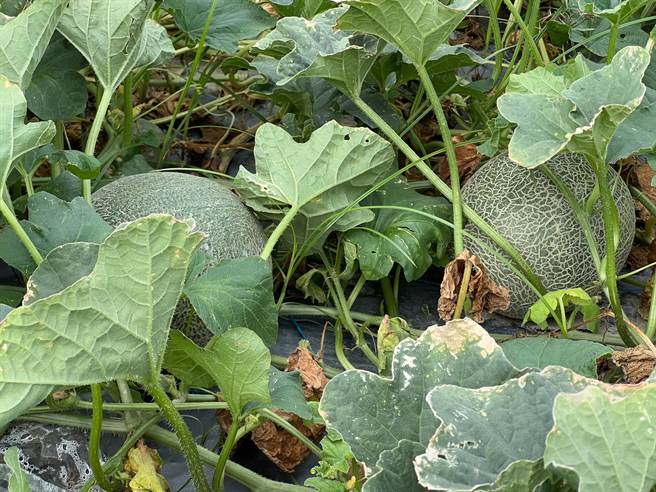 云林崙背乡洋香瓜最近开始收成，因气候较乾旱，产量较减果汁更甜。（周丽兰摄）