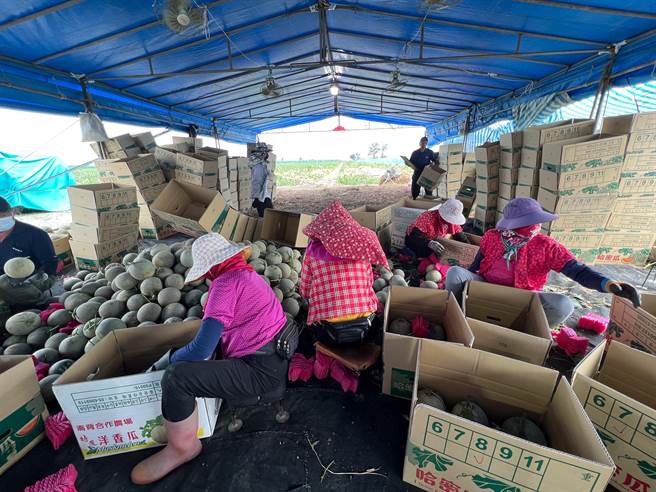 露天栽培的洋香瓜田採收与分级包装情形。（周丽兰摄）