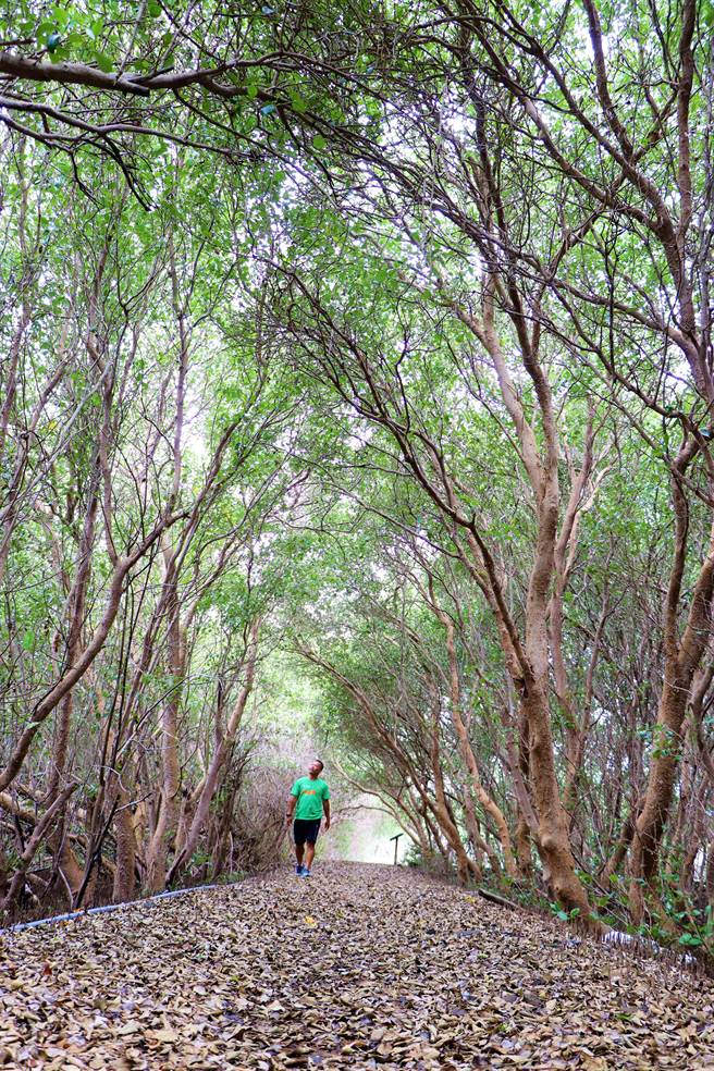 东港大鹏湾单车站业者罗博原自行发掘溼地秘境「千寻」隧道，就如同动画般的那条隧道，非常笔直且看得到尽头的那道光。（谢佳潾摄）