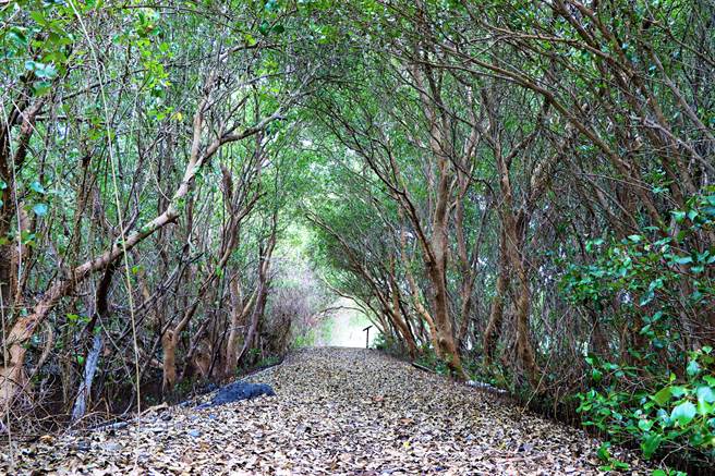 东港大鹏湾单车站业者罗博原自行发掘溼地秘境「千寻」隧道，就如同动画般的那条隧道，非常笔直且看得到尽头的那道光。（谢佳潾摄）