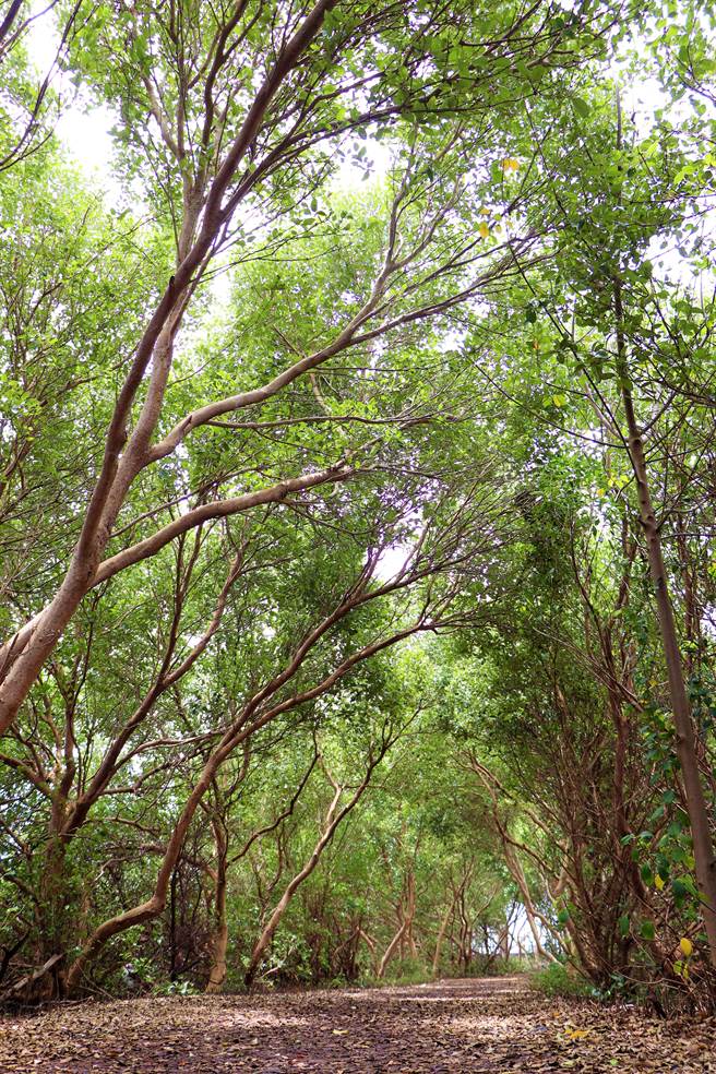 东港大鹏湾单车站业者罗博原自行发掘溼地秘境「龙猫」隧道，走过吊桥后直见一个大弯看不到尽头，海茄苳成荫美到极致。（谢佳潾摄）