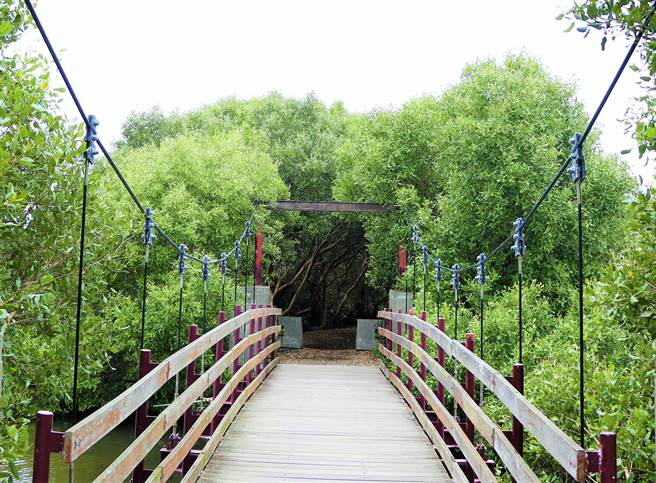 东港大鹏湾单车站业者罗博原自行发掘溼地秘境「龙猫」隧道，走过吊桥后直见一个大弯看不到尽头，海茄苳成荫美到极致。（谢佳潾摄）