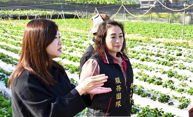 立委马文君与国姓乡长邱美玲关心草莓农，认为政府对草莓农药残留双标，对台湾草莓农不公平。（立委马文君提供／杨静茹南投传真）
