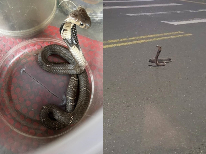 云林县最近多处传出眼镜蛇出没，消防局指出眼镜蛇的脖子变粗是发出警告的本能。（云林县消防局提供）