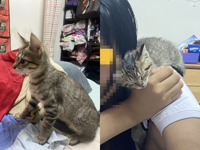 男童逗玩猫后，说因为自家的猫不见了，希望屋主能把猫送他，屋主拒绝后，没想到男童的父母之后就到家中「直接抢走小猫离开」。（翻摄自脸书「爆料公社」）