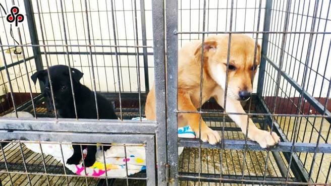 据农委会最新全国游荡犬只数量调查推估结果，2022年全国游荡犬数量推估为15万9697只。（报系资料照）