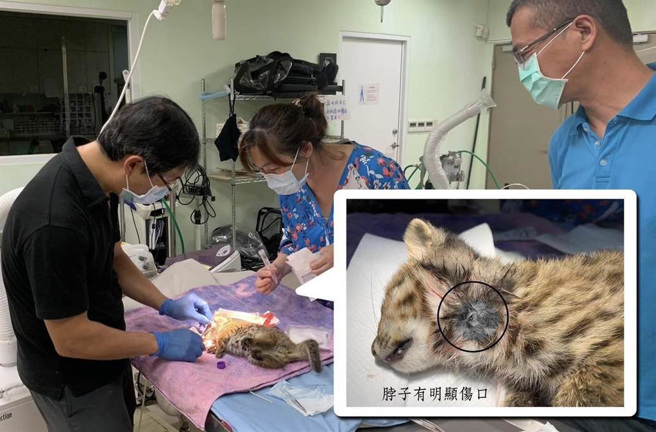 兽医检伤发现小石虎疑似遭猫爪伤及颈静脉，这是全台第1起石虎遭猫杀的个案。（阿虎团队提供／杨静茹南投传真）