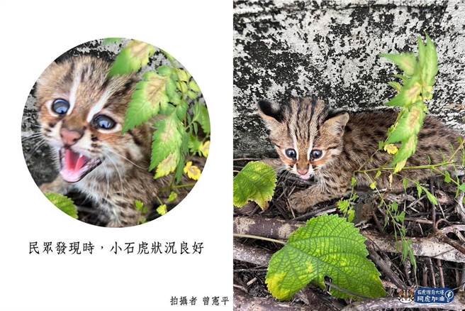 民眾11日傍晚在南投市发现失亲的小石虎时，当时仍很健康、可爱，拍照上传通报，没想到成了遗照。（阿虎团队提供／杨静茹南投传真）