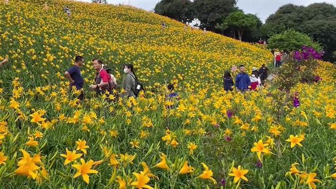彰化县花坛乡虎山巖金针花已进入盛开期。（孙英哲摄）