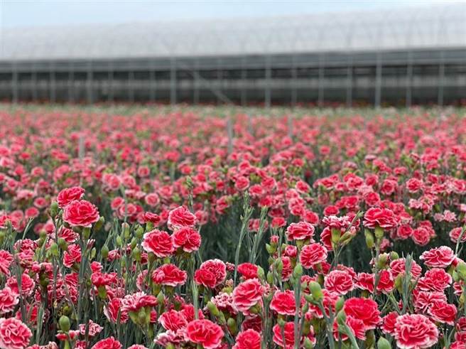田尾公路花园的康乃馨花田。（彰县府提供／孙英哲彰化传真）