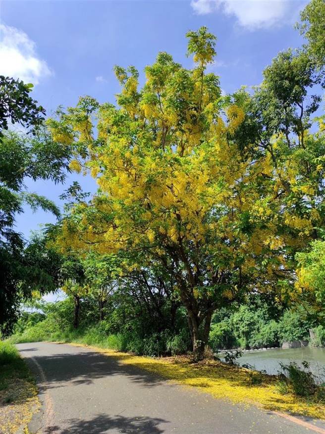 阿勃勒降下黄金雨令人心醉。（彰县府提供／孙英哲彰化传真）