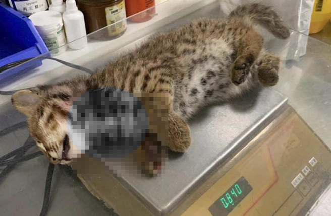 这只来不及长大的公石虎，体重仅840公克，胃还残留未消化的奶，疑似惨遭游荡猫杀害。（阿虎团队提供／杨静茹南投传真）