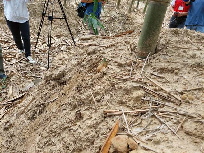 台南长期久旱不雨，竹笋不是长不出来就是长不大。（台南市政府提供／曹婷婷台南传真）