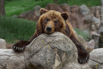 棕熊蹲坐石頭發楞 姿勢太獵奇 萬人搶看「臥熊藏鮭」