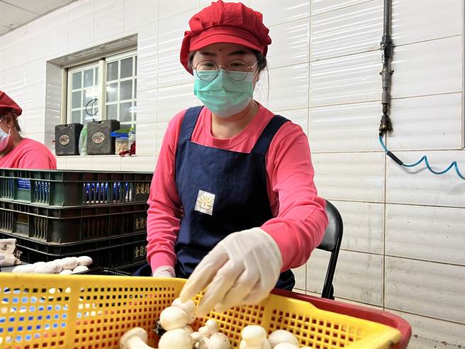 物价飞涨刺激下，庭主妇重回职场人数渐增，尹雅青适应了两个工作后，最后在养菇厂站稳脚步。（虎尾就业中心提供）