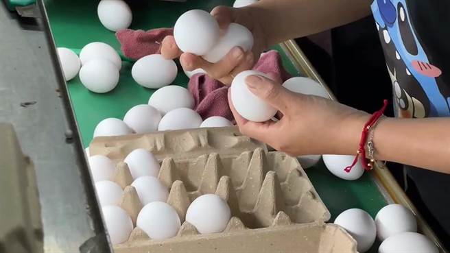 目前國內雞蛋供應每日缺口約30萬至50顆。（孫英哲攝）