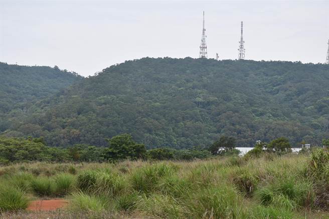 苗栗县三义乡火炎山脉遍植油桐及相思树，5月相思树花开远望一片黄花。（谢明俊摄）
