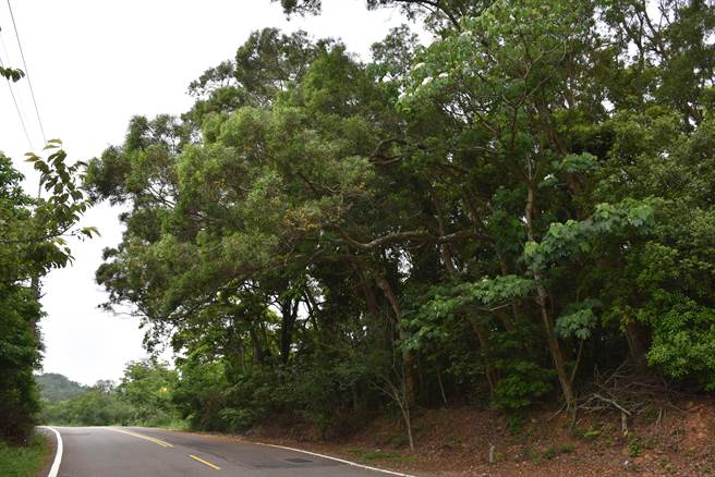 苗栗县三义乡遍植油桐及相思树，两种树花同时开放。（谢明俊摄）