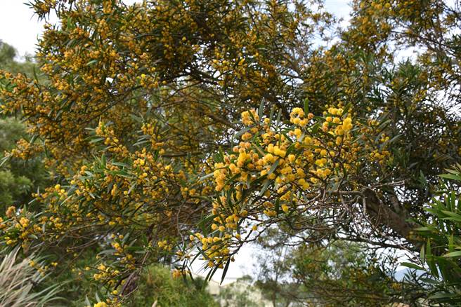 苗栗县三义乡遍植油桐及相思树，5月相思树花开放非常茂密。（谢明俊摄）