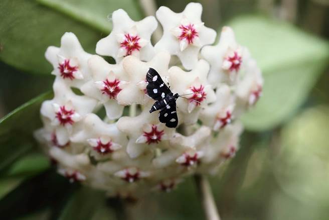 高雄柴山原生植物以魔芋、球兰闻名，但今年受乾旱影响，花期普遍延宕1个多月，上周一日大雨，终于让民眾捕捉到球兰优美的身影。（自管处提供／袁庭尧高雄传真）
