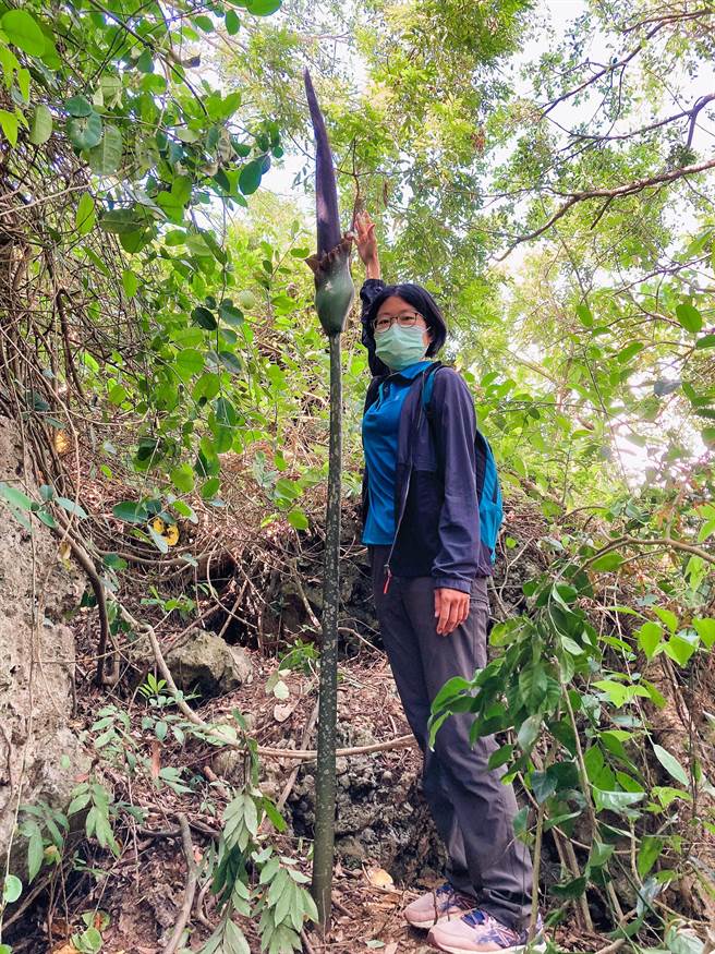 密毛魔芋可长达近3公尺，在梅雨季生长，有「雷公枪」之称。（自管处提供／袁庭尧高雄传真）