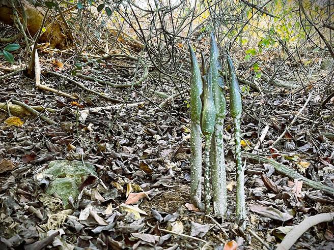 密毛魔芋上周已冒出头，吸引不少山友、植物控上山抢拍。（袁庭尧摄）