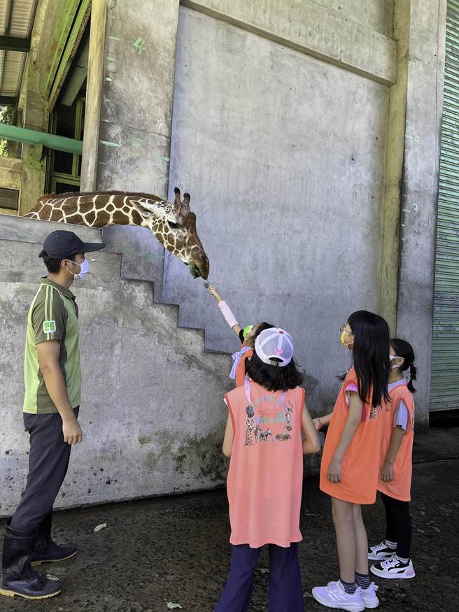保育员体验营，学员喂长颈鹿吃树叶。（北市动物园提供／张芷瑜台北传真）