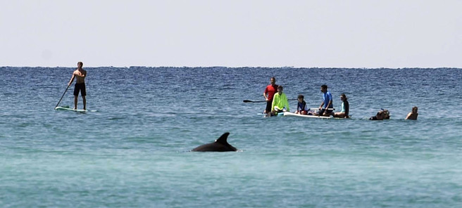 海边戏水是美国佛州人常见休閒活动，不时可直击海豚等海洋生物，也可能遇上鲨鱼。（资料照／美联社）