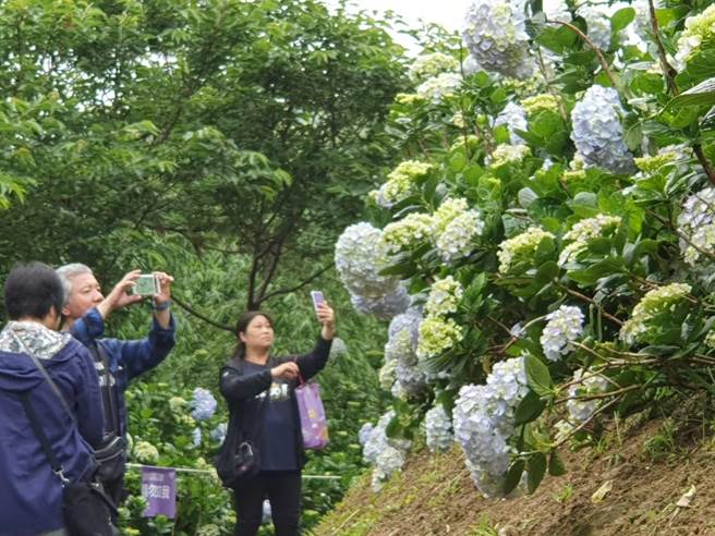 桃园市政府13日在台七桃花源休閒农业区举办2023桃园绣球花季热闹开幕。(吕筱蝉摄)