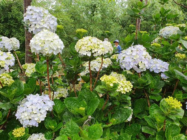 桃园市政府13日在台七桃花源休閒农业区举办2023桃园绣球花季热闹开幕。(吕筱蝉摄)