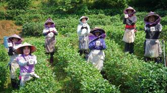 三芝茶農助婦女二度就業 孕育特色櫻花茶