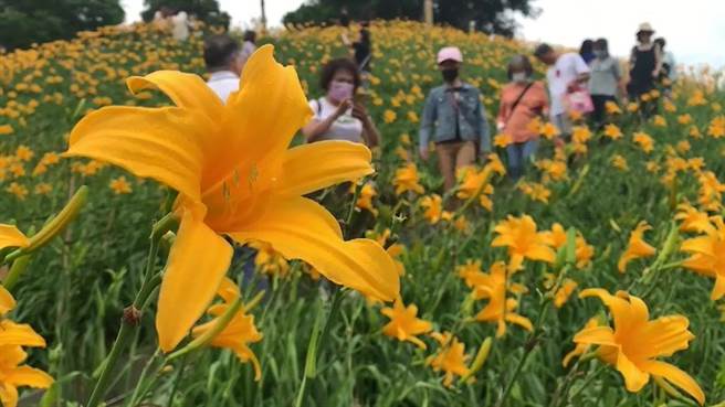 彰化县花坛乡虎山巖寺方为金针花园区的游客投保意外险，让游客到该地旅游更有保障。（孙英哲摄）