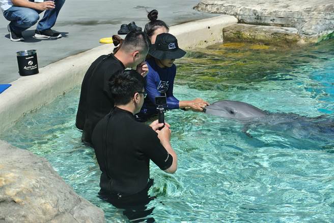 「海豚園」在保育員的導覽帶領下，可近距離和海豚互動，寓教於樂。(陳韻萍攝)