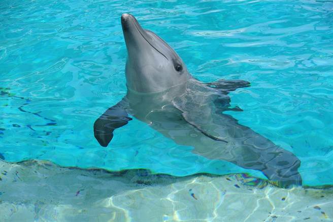 名勝世界「海豚園」目前約養育20多隻印度太平洋樽鼻海豚，海豚可愛的模樣吸引眾多遊客前來。(陳韻萍攝)