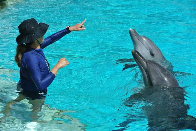 海豚訓練師過學習、探索及玩耍等不同方式幫助海豚認知以及身體機能成長。 (陳韻萍攝)