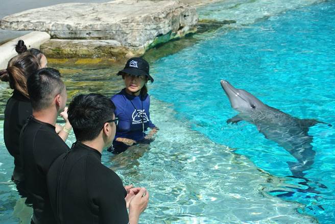 遊客須在不驚嚇或過度打擾海豚的狀況下，漸進式地與海豚進行親密接觸。(陳韻萍攝)