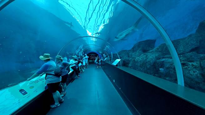 「S.E.A.海洋館」的海底隧道，可見到多種海洋生物在頭頂、身邊游來游去，宛如置身海底世界。(陳韻萍攝)