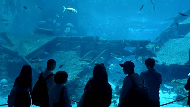 館內設有「沉船生態區」、「鯊魚海域」、「珊瑚花園」等場域，遊客可欣賞不同面向的海底世界。(陳韻萍攝)