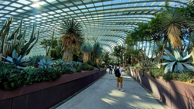 「滨海湾花园」内有「花穹」温室，展示许多温带及沙漠植物。（陈韵萍摄）