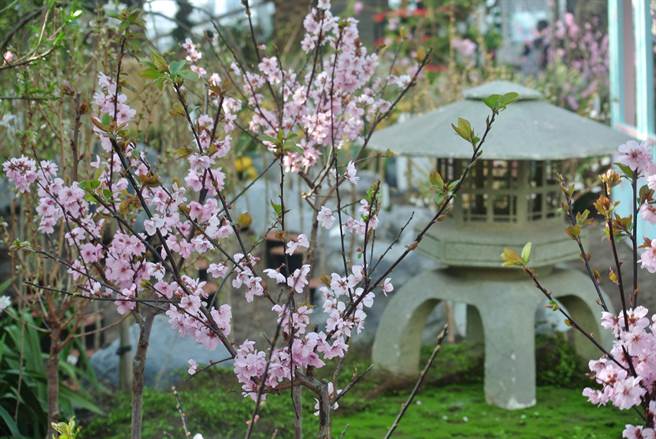 「花穹」内种植了东南亚没有的日本樱花，还设计了日式庭园造景，颇具禅意。（陈韵萍摄）
