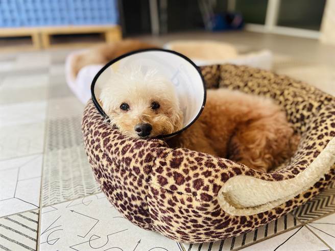 「诺亚方舟慈善爱心晚宴」协会毛孩经过照顾后的成长照片，毛小孩「抹茶」。（ 台湾诺亚方舟动物同乐协会提供）