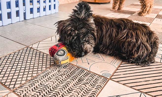 「诺亚方舟慈善爱心晚宴」协会毛孩经过照顾后的成长照片，毛小孩「布朗妮」。（ 台湾诺亚方舟动物同乐协会提供）