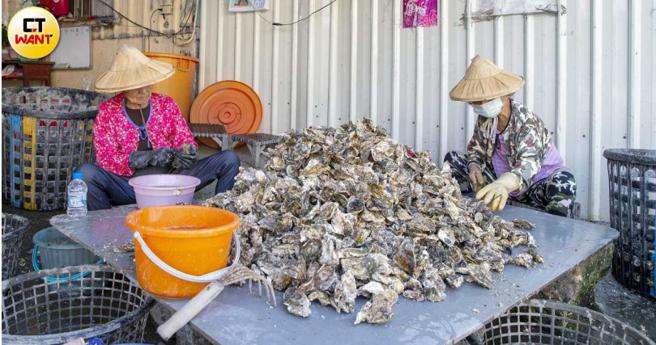 越南牡蛎短短6年进口量暴增20倍，也压缩到本土牡蛎的生存空间，图为嘉义县东石乡蚵农工作画面。（图／CTWANT资料照）