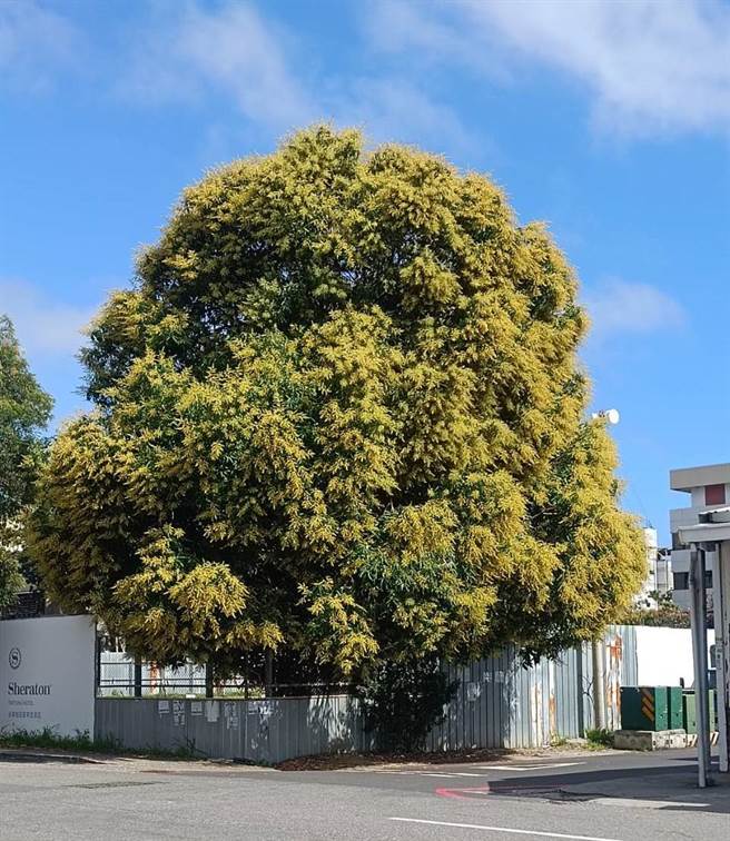 台东市博爱路与中山路口有1棵树龄逾80年的老芒果树，老树原貌。（读者提供／蔡旻妤台东传真）