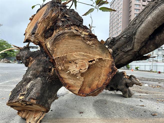 台东市1棵树龄逾80年的老芒果树，近日遭粗暴砍伐。（蔡旻妤摄）