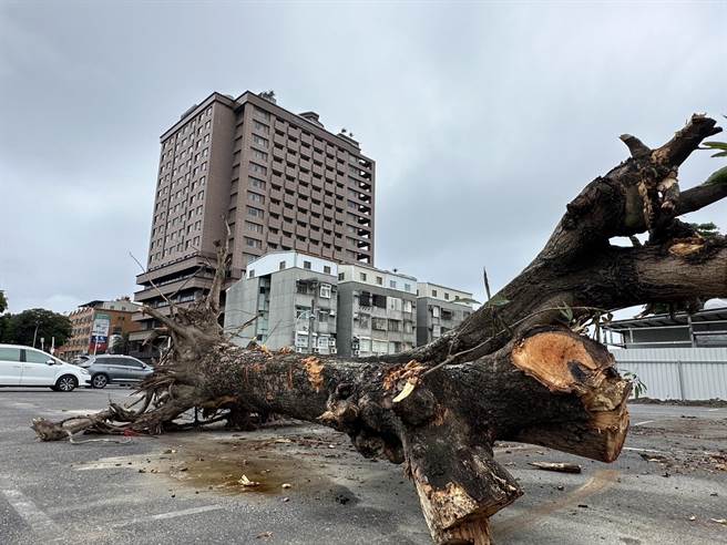 台东市1棵树龄逾80年的老芒果树，近日遭粗暴砍伐。（蔡旻妤摄）