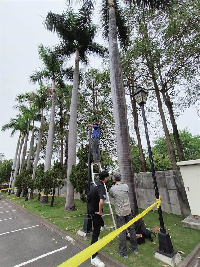 ，今早则调整议会监视器角度，全面监控防止黄鹂被盗猎。（柯宗纬摄）