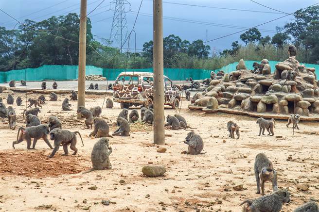 六福村狒狒脱逃到桃园被枪杀案，监委日前也展开调查。（邱立雅摄）
