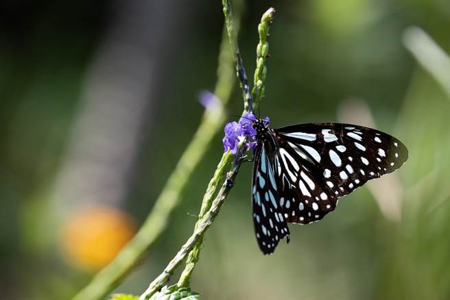 清华蝴蝶园的已再现蝶影，青斑蝶正在吸取花蜜。（翻摄自清华脸书／陈育贤新竹传真）